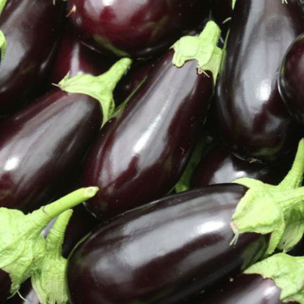 Aubergine