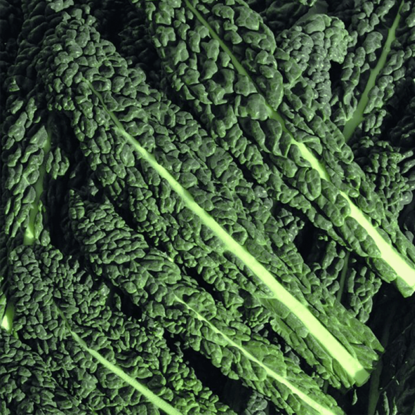 Cavolo Nero