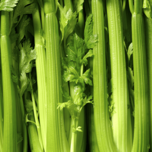 Celery.png