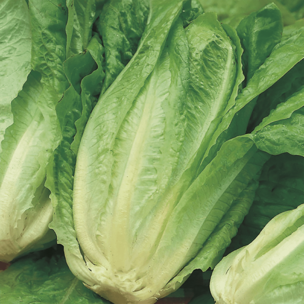 Cos-Lettuce.png