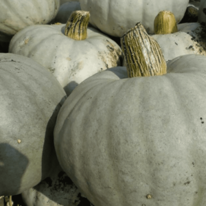 Crown Prince Squash