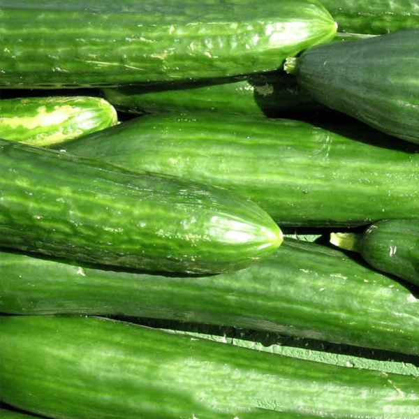 Cucumber.png