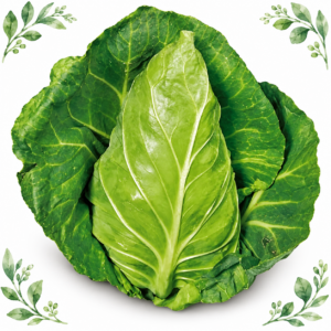 One whole pointed green Hispi cabbage on a white background framed by illustrated green leaves.