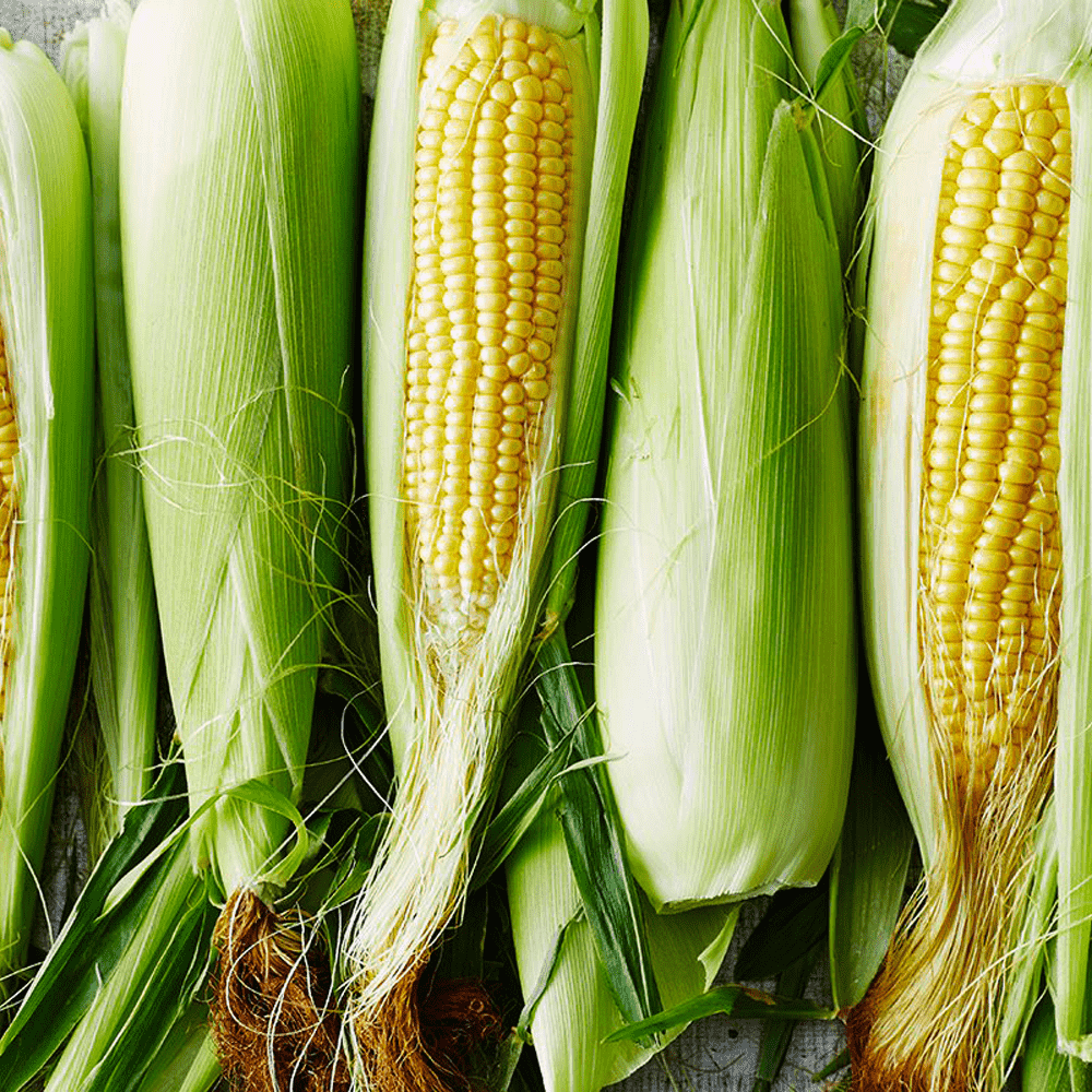 Sweet Corn on the Cob | Fresh Juicy Sweet Corn