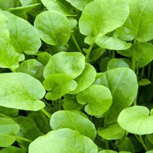 Land-Cress.png