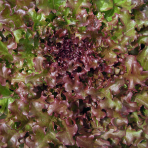 Oak-Leaf-Lettuce.png