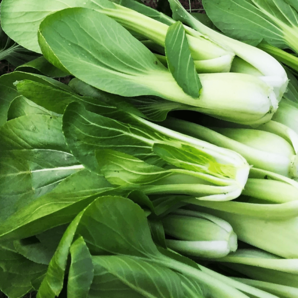 pak choi