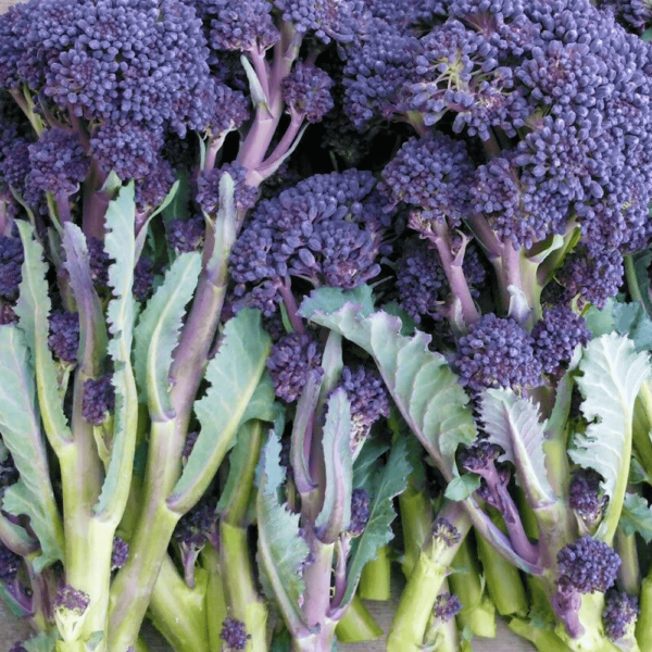 Purple Sprouting Broccoli