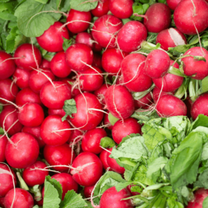 Radish-Bunch.png