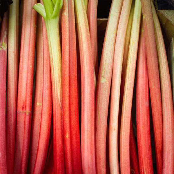 Rhubarb