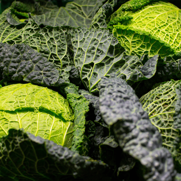 Savoy Cabbage