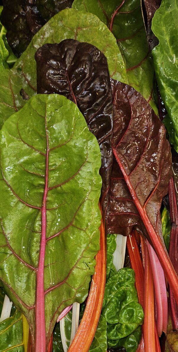 Rainbow Chard