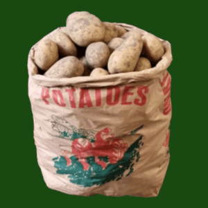 Maris Piper potatoes in a sack with fresh unwashed potatoes