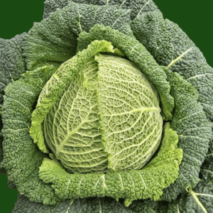 Fresh Savoy cabbage with crinkled dark green leaves