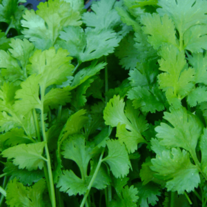 Coriander