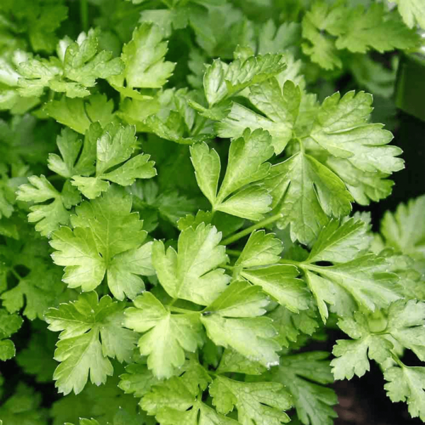 Parsley