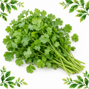 Bunch of fresh coriander with delicate green leaves and visible stems on a white background framed by illustrated green leaves.