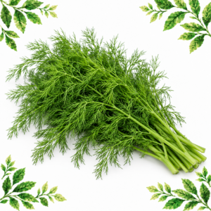Bunch of fresh dill with fine feathery green leaves and visible stems on a white background framed by illustrated green leaves.