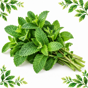 Bunch of fresh mint with textured green leaves and visible stems on a white background framed by illustrated green leaves.
