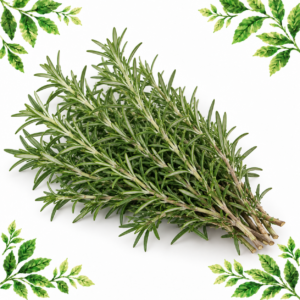 Bunch of fresh rosemary sprigs with narrow green leaves and woody stems on a white background framed by illustrated green leaves.
