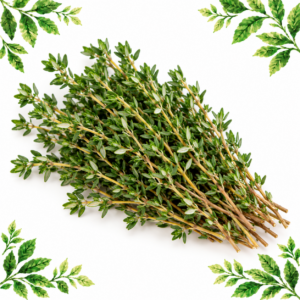 Bunch of fresh thyme sprigs with tiny green leaves and fine woody stems on a white background framed by illustrated green leaves.