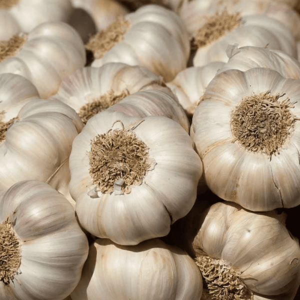 Garlic Spanish