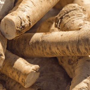 Fresh Horseradish Root