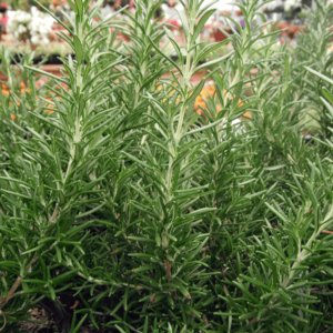 Rosemary