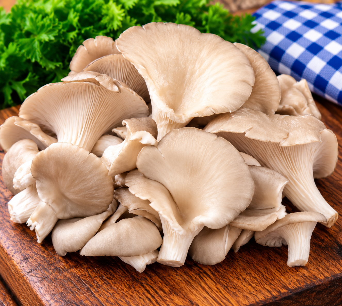Fresh Gourmet Oyster Mushrooms with tender fan-shaped caps