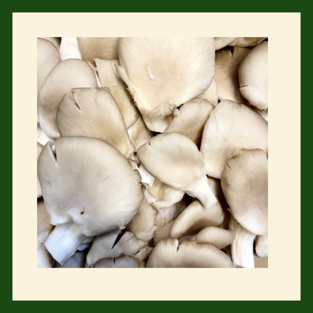 Gourmet Oyster Mushrooms | Fresh Umami Mushrooms