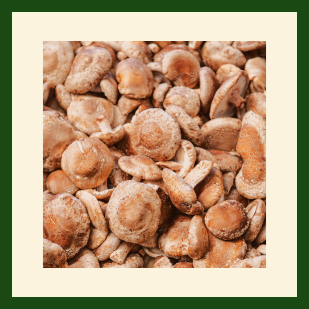 Fresh Shiitake Mushrooms | Rich Umami Gourmet Mushrooms