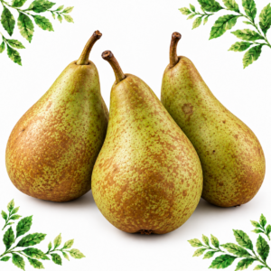 Three large Conference pears with green and brown russeted skins on a white background framed by illustrated green leaves.