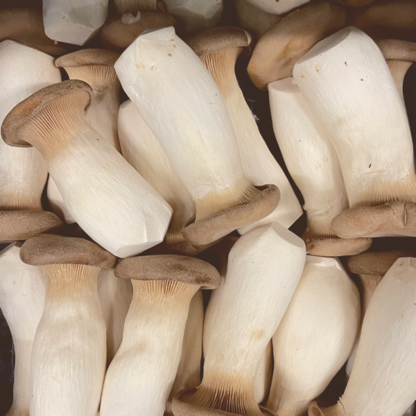 king oyster mushroom