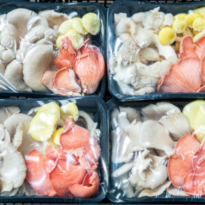 mixed oyster mushroom