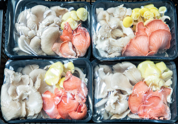 mixed oyster mushroom