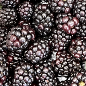 Fresh Juicy Blackberries