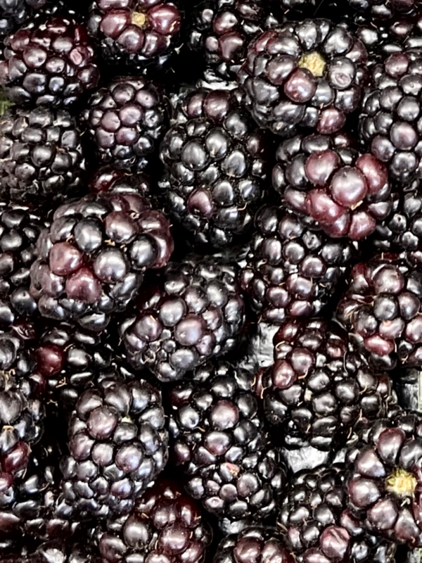 Fresh Juicy Blackberries