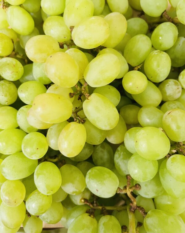 green seedless grape