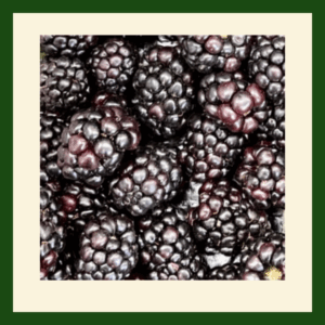 Fresh Juicy Blackberries – Sweet Tangy Fresh Berries