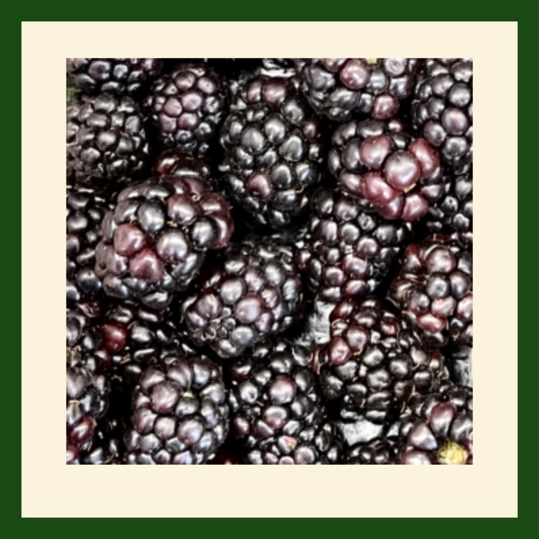 Fresh Juicy Blackberries – Sweet Tangy Fresh Berries