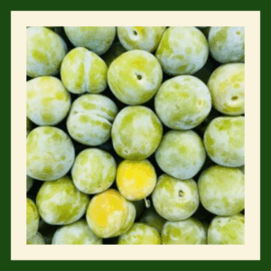 Fresh greengages with sweet juicy green plum fruit