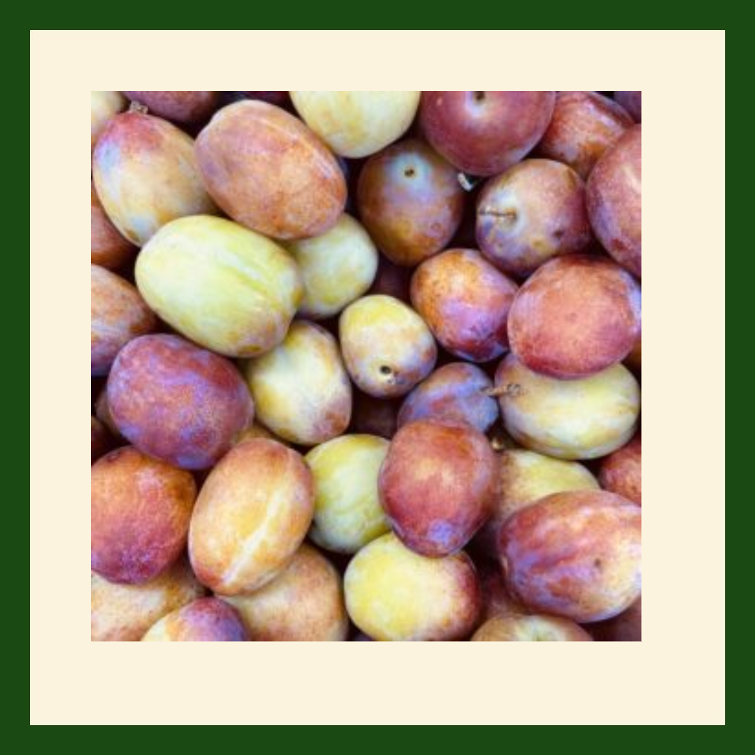Fresh English Victoria Plums sweet juicy seasonal British fruit