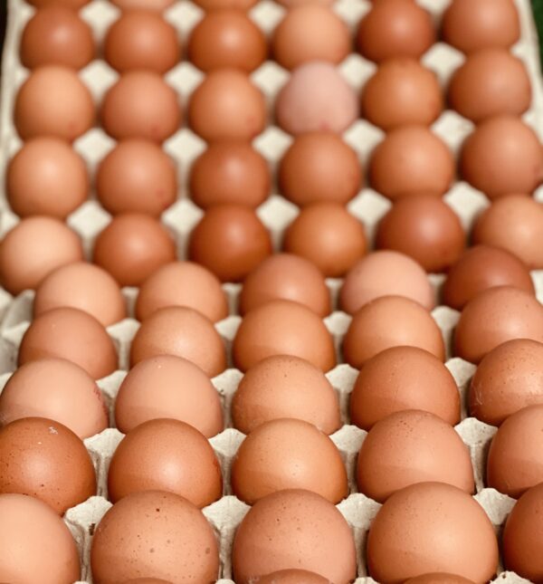 Free Range Eggs