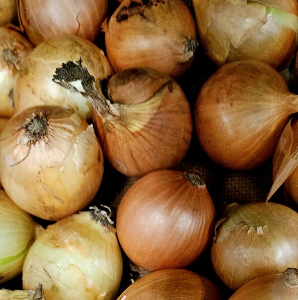 Pickling Onions