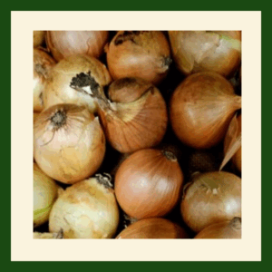 Fresh English pickling onions perfect for homemade pickled onions