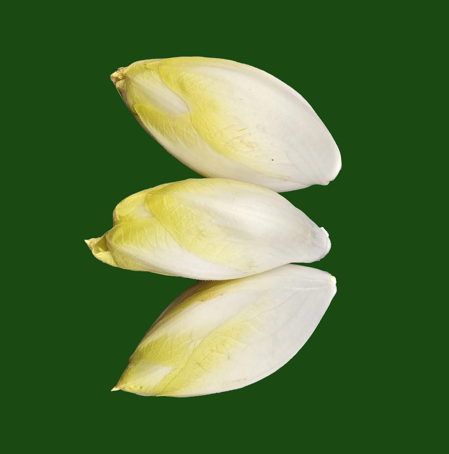 Fresh chicory heads with pale leaves and yellow tips.