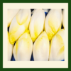 Chicory - Image 2