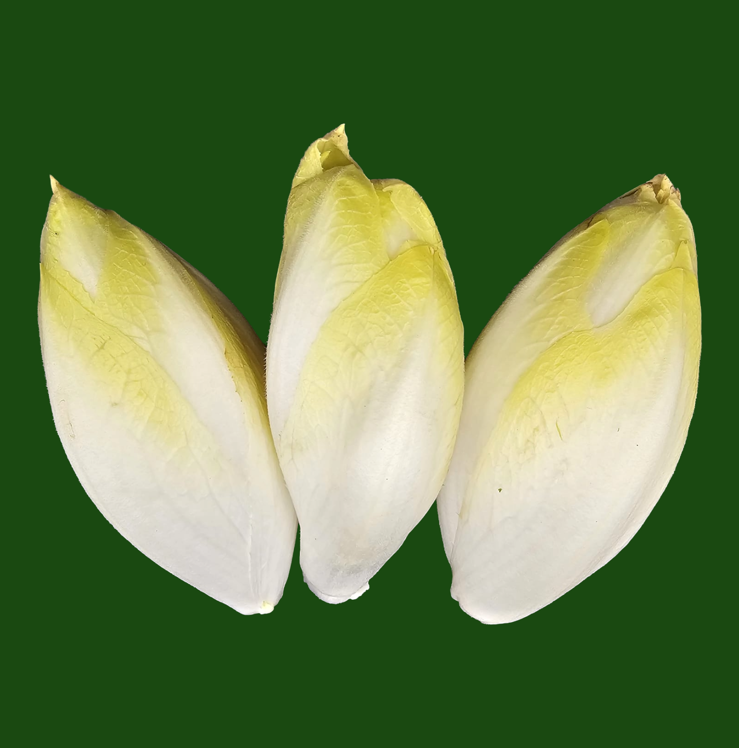 Fresh Chicory Belgian Endive with crisp pale leaves