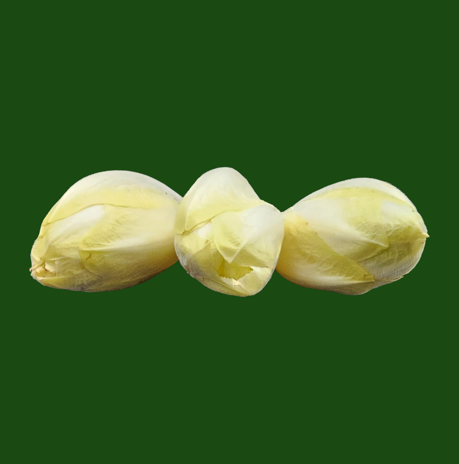 Fresh chicory heads with pale leaves and yellow tips.