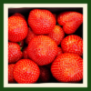 Fresh Sweet & Juicy Strawberries
